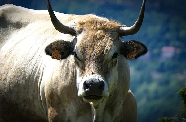Route des corniches Ariege 21